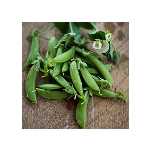 Sugar Ann Snap Pea Seeds for Planting [neera-v5-36d7d61e2b154f4e5e33]