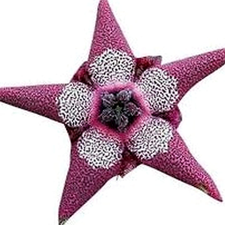Green Stapelia Plant Seeds for Planting [neera-v5-36ded599e7997218b9b9]
