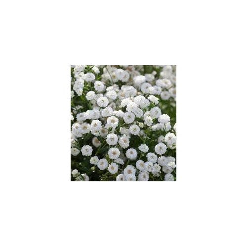 Heirloom Yarrow Superior Flower Seeds Non-GMO for Garden Pollinator-Friendly Blooms [neera-v5-36e4bc15c0bdd07b4bc7]