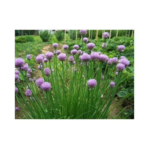 Heirloom Organic Chive Planting Non Gmo Perennial Herb Oniony Garlic Flavor Flower Seeds [neera-v5-36eb3d80028ca4a80b98]