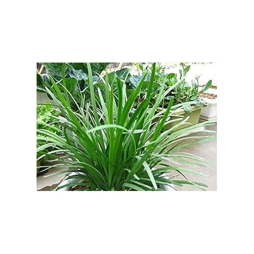 Chive Vegetable Seeds for Planting [neera-v5-370d46ebaa1c1340a43c]