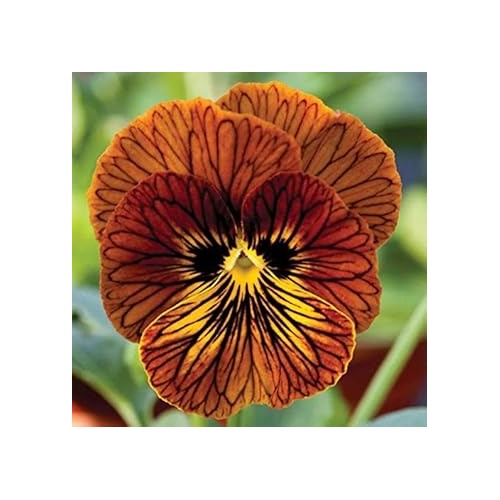 Tiger Eyed Red Pansy Flower Seeds for Planting [neera-v5-370e415d2a61850704fe]