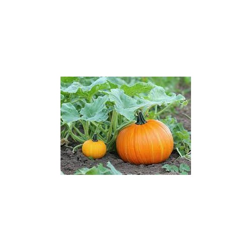 Pumpkin Seeds for Planting [neera-v5-3711e56aaeb6bae6c701]