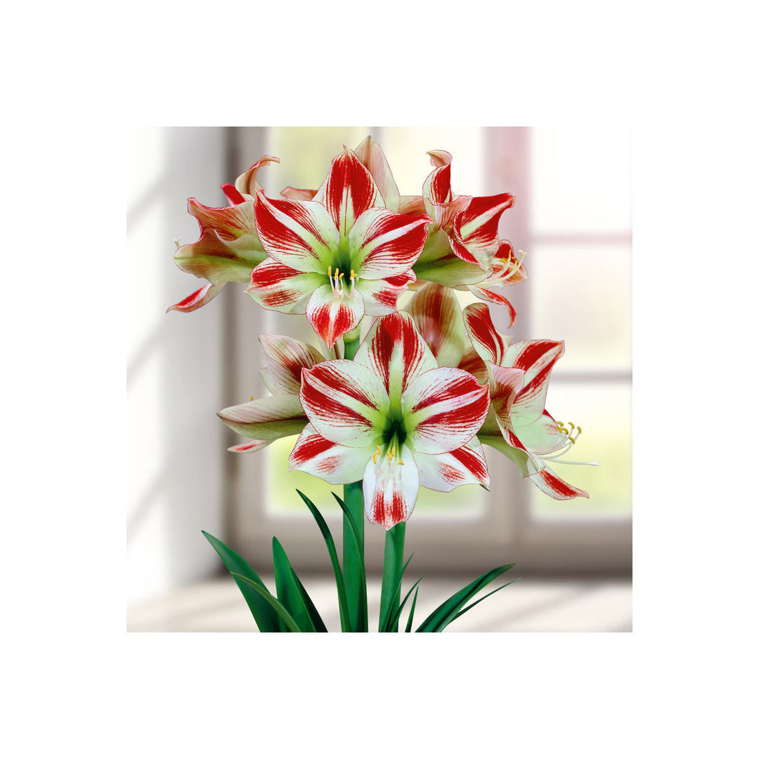 White Orange Amaryllis Flower Heirloom Non Gmo For Vibrant Garden Planting Flower Seeds for Home [neera-v5-371399f244d1a6e28468]