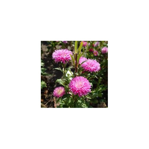 Soft Pink Aster Flower Seeds for Planting [neera-v5-371874875960ded6a557]