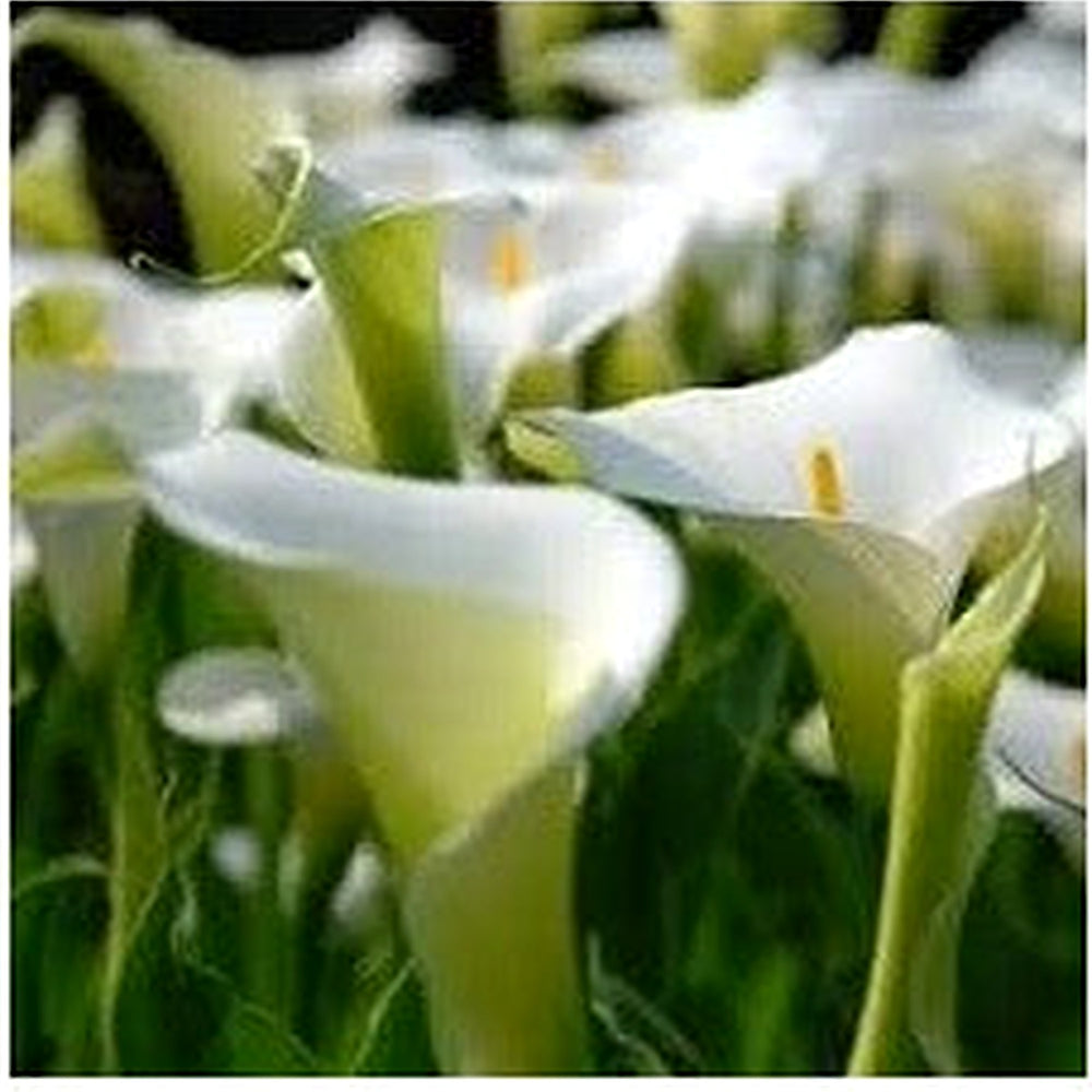 Calla Lily White Flower Seeds for Planting [neera-v5-3722d2b6d5f0cf5b5ce2]
