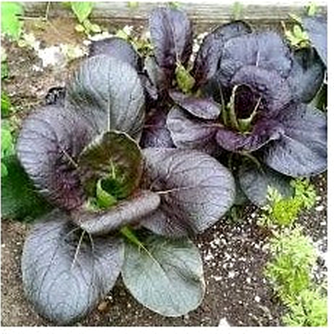 Dark Purple Bok Choy Seeds for Planting | Heirloom, Non-GMO, High Germination Organic Garden Seeds [neera-v5-372d417e1ded12438cb3]