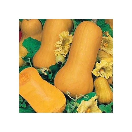 Yellow Butternut Seeds for Planting [neera-v5-372e8e80a954e481bde8]
