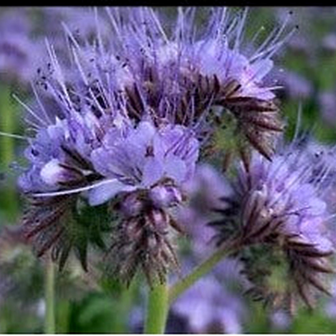 Lacy Phacelia Planting Native Flower Gardening Phacelia Tanacetifolia Heirloom Non Gmo Flower [neera-v5-372f3957d7a1931eb3e1]