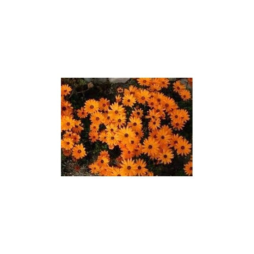 Organic Cape Marigold Flower Seeds for Planting [neera-v5-37378f2424779980e3f0]