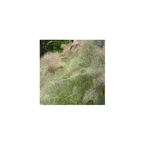 Fennel Bronze Smokey Herb Seeds [neera-v5-37400b3e0f60af463671]