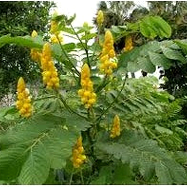 Yellow Candlestick Flower Seeds for Planting [neera-v5-37554eccdbdddf0cd5b6]