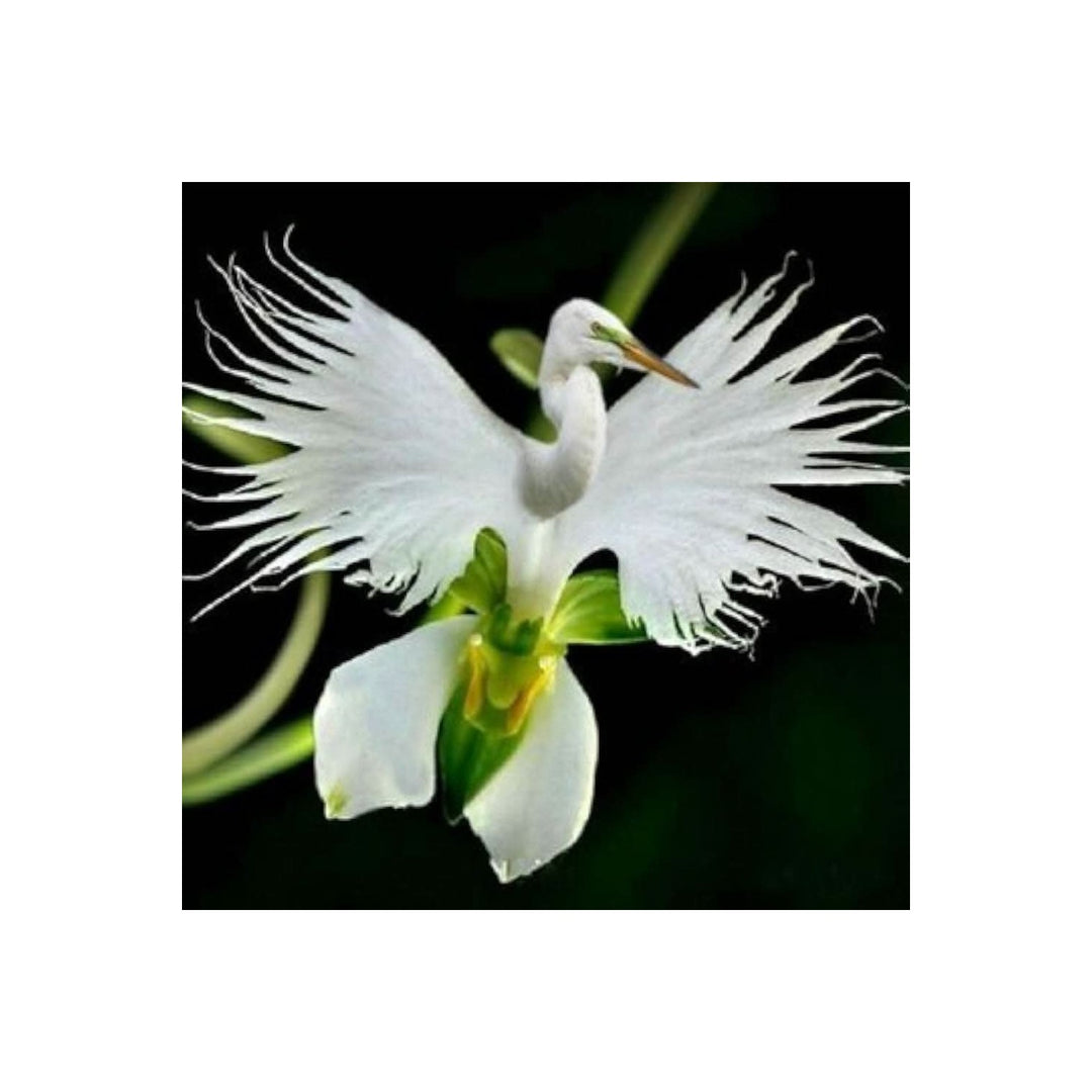 White Japanese Egret Orchid Rare Flower For Garden Planting Flower Seeds for Home Garden Planting, [neera-v5-375b556bbdf560795b7e]