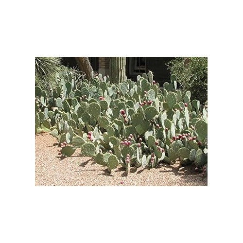 Green Opuntia Engelmannii Plant Seeds for Planting [neera-v5-3762e4402b3e61c399be]