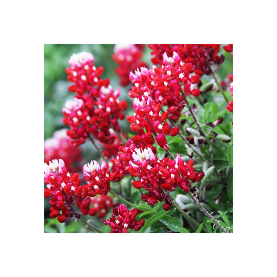 Bluebonnet Lupinus Texensis Maroon Texas Flower For Planting Great For Wildflower Gardens [neera-v5-376a18e8413d75068ffb]