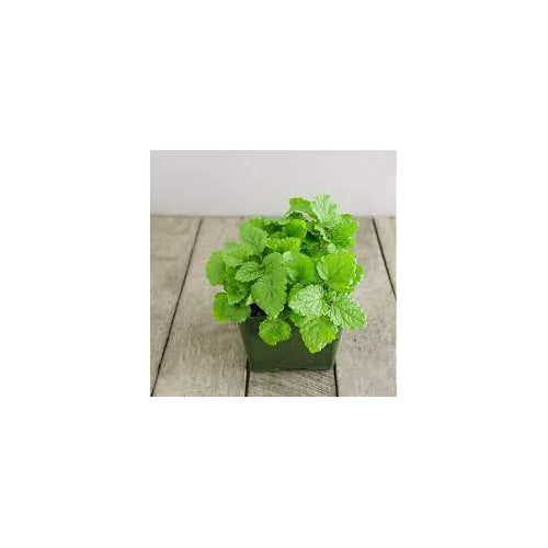 Green Lemon Mint Plant Seeds for Planting [neera-v5-377243092fa64ce62448]