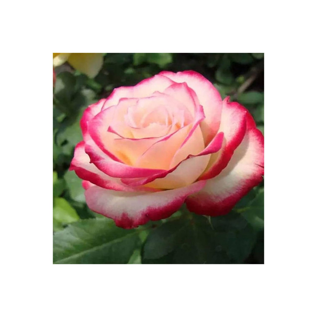 White Rose Rosa Hybrida Blood Flower For Planting Suitable For Home Garden Decorative Borders [neera-v5-37735d7798f0bae62597]