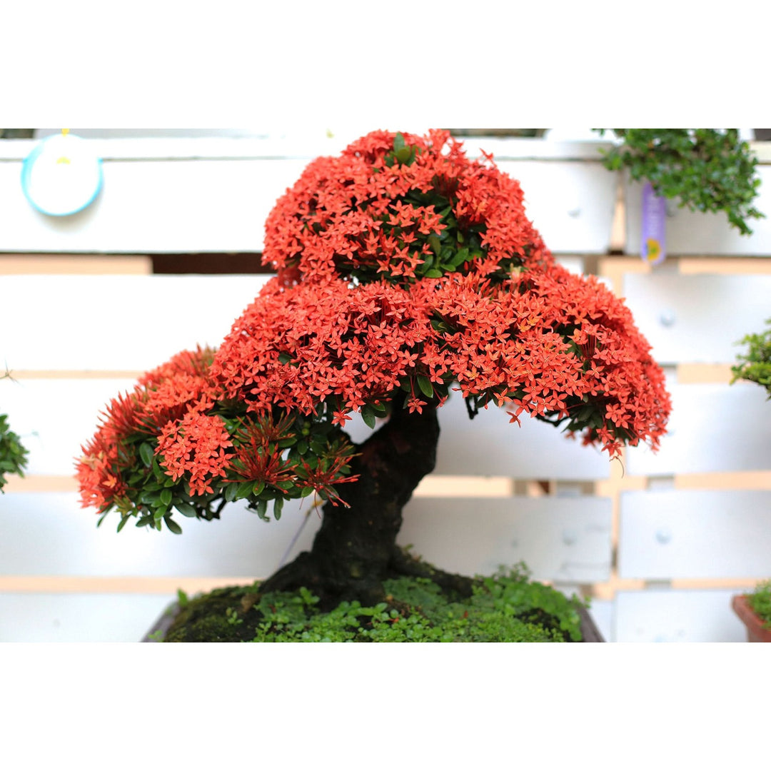 Sakura Prunus Serrulata Flower For Planting In Garden Bonsai Backyard Lscapes Flower Seeds [neera-v5-377a1295d4a56b5794ce]