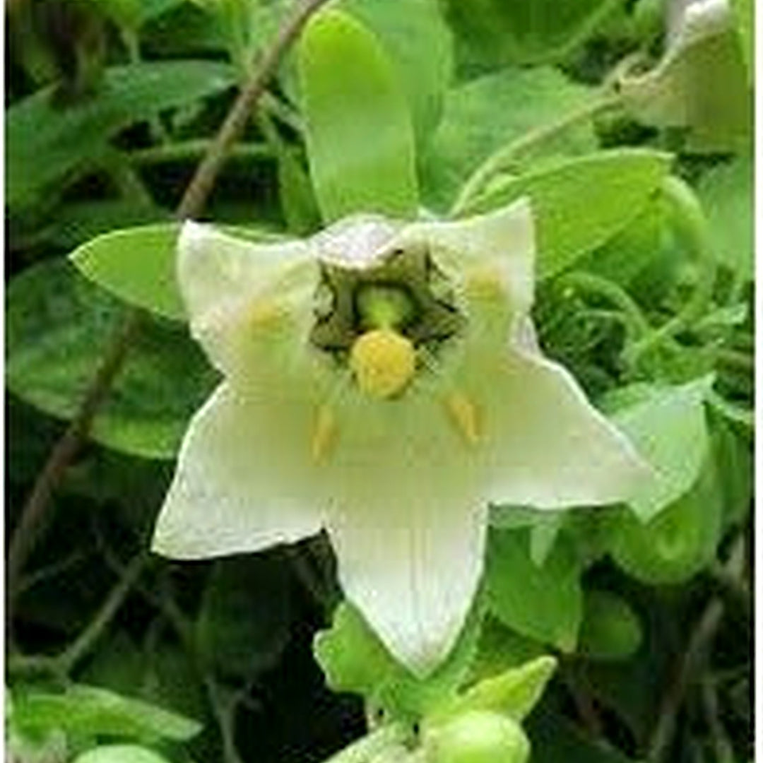 Heirloom Non-GMO Codonopsis Flower Seeds for Garden Planting [neera-v5-377bb9005f6f6010ba79]