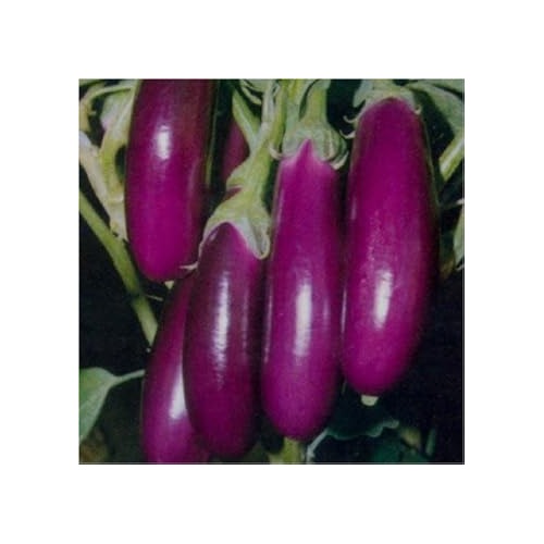 Eggplant Seeds for Planting Dark Violet | Heirloom Non-GMO Organic Garden Seeds | High Germination Eggplant Seeds [neera-v5-3780cf8449a7df342753]