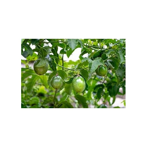 Passion Fruit Seed Collection for Planting | Heirloom Non-GMO Organic Garden Seeds for Tangy Harvest [neera-v5-378bc1940f2b26acb5e1]