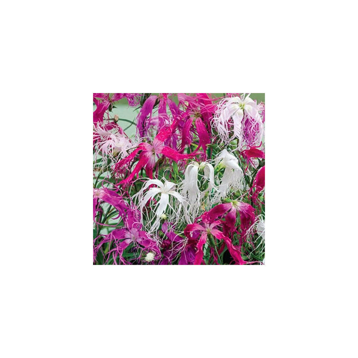 Heirloom Dianthus Spooky Non Gmo Flower For Planting Flower Seeds for Home Garden Planting, [neera-v5-37900bf7999db7d1a218]