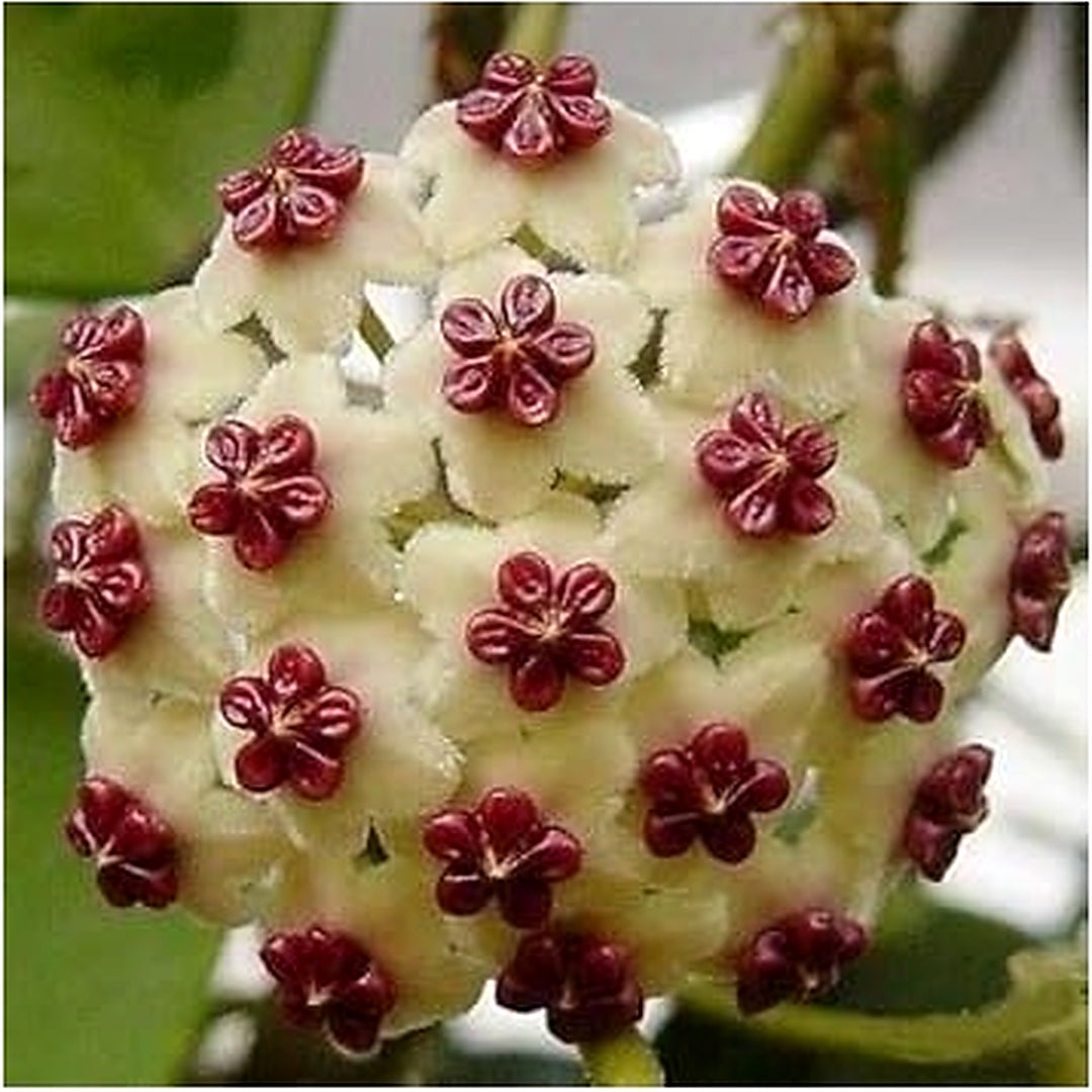 Cream Hoya Flower Seeds for Planting | Heirloom Non-GMO Organic Garden Seeds | High Germination Indoor & Outdoor Blooms [neera-v5-379ad2219e9e18904164]