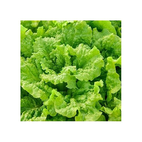 Lettuce Vegetable Seeds for Planting [neera-v5-379f126c11080b06cc26]