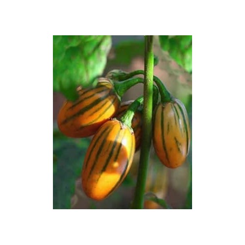 Eggplant Sweet Fruit Seeds for Planting [neera-v5-37a2b4fb2c3b76b2f257]