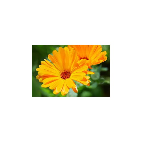 Calendula Officinalis Flower Seeds for Planting [neera-v5-37afdc061474d9604c77]