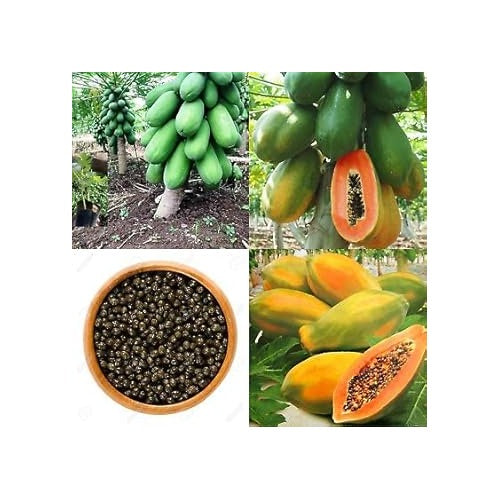 Papaya Fruit Seeds for Planting [neera-v5-37bdfafe10741c3a8b44]