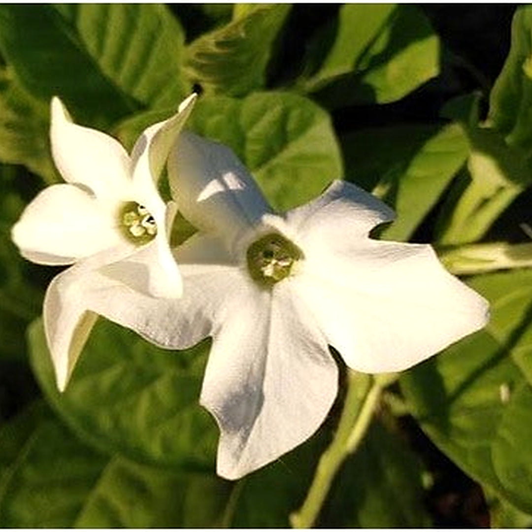 White Tobacco Jasmine Nicotiana Alata Flower Seeds for Planting [neera-v5-37ca5ce2dbdfe0c1177c]