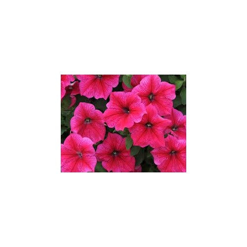 Cerise Pink Petunia Flower Seeds for Planting [neera-v5-37ce9d65f3ce6abba63e]