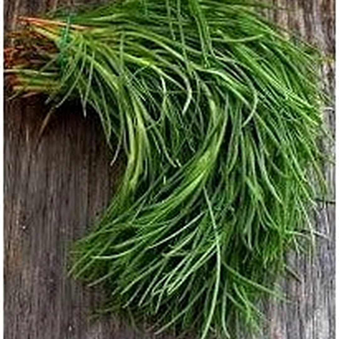 Saltwort Seeds for Medicinal Herb & Tea Garden [neera-v5-37dfca103ba37425fe89]