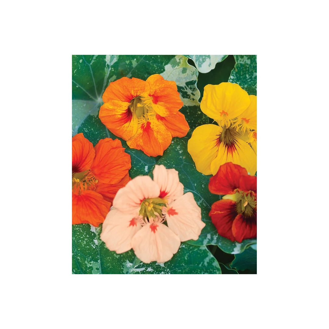 Nasturtium Tropaeolum Majus Alaska Mix Flower For Planting Suitable For Pots Vertical Garden [neera-v5-37e3238521e859582bd7]