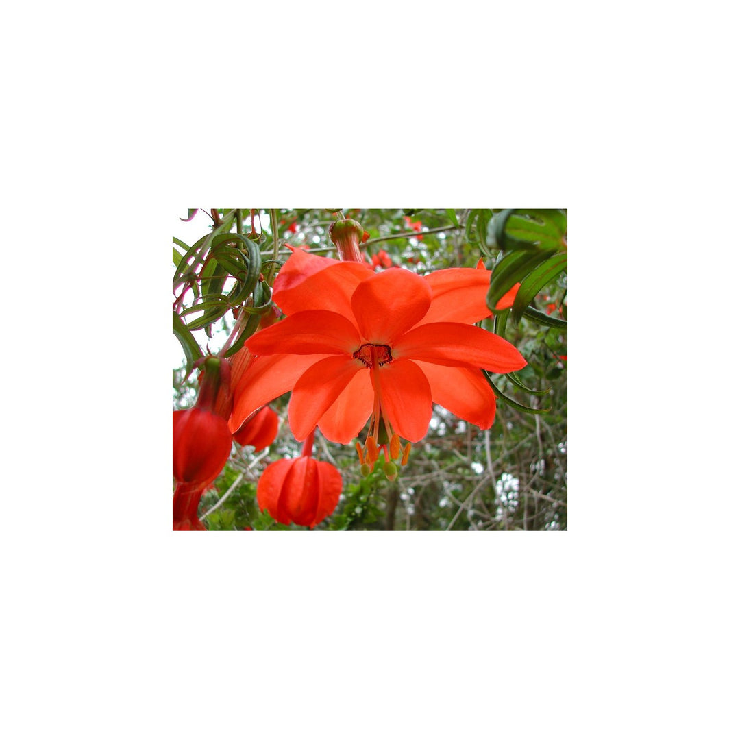 Heirloom Non Gmo Passiflora Parritae Flower For Planting Exotic Passionflower Blooming Flower Seeds [neera-v5-37e57454f03c6ccefcaa]