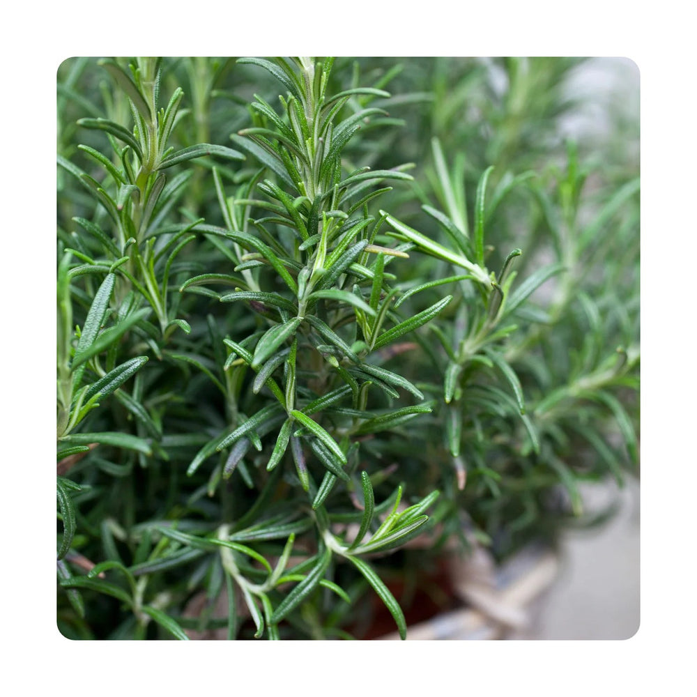Aromatic Herb Rosemary Heirloom Non Gmo Planting Flower Seeds Home Garden Planting, [neera-v5-37ee5e4f8aaa97392bcb]