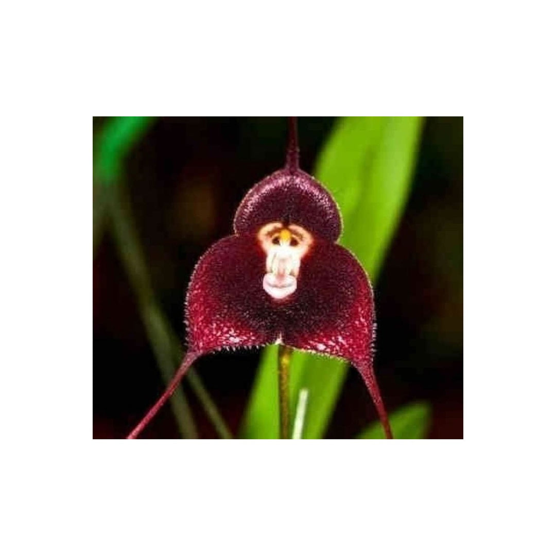 Heirloom Non Gmo Monkey Face Orchid For Planting Rare Potted Peru Flower Blooms Flower Seeds for [neera-v5-37fbc210b584a1990d34]