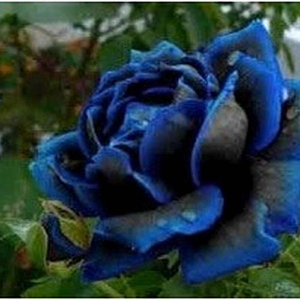 Supreme Rose Bush Flower Seeds for Planting [neera-v5-380ed3b427456081b100]