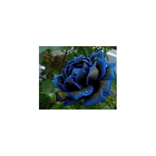 Supreme Rose Bush Flower Seeds for Planting [neera-v5-380ed3b427456081b100]