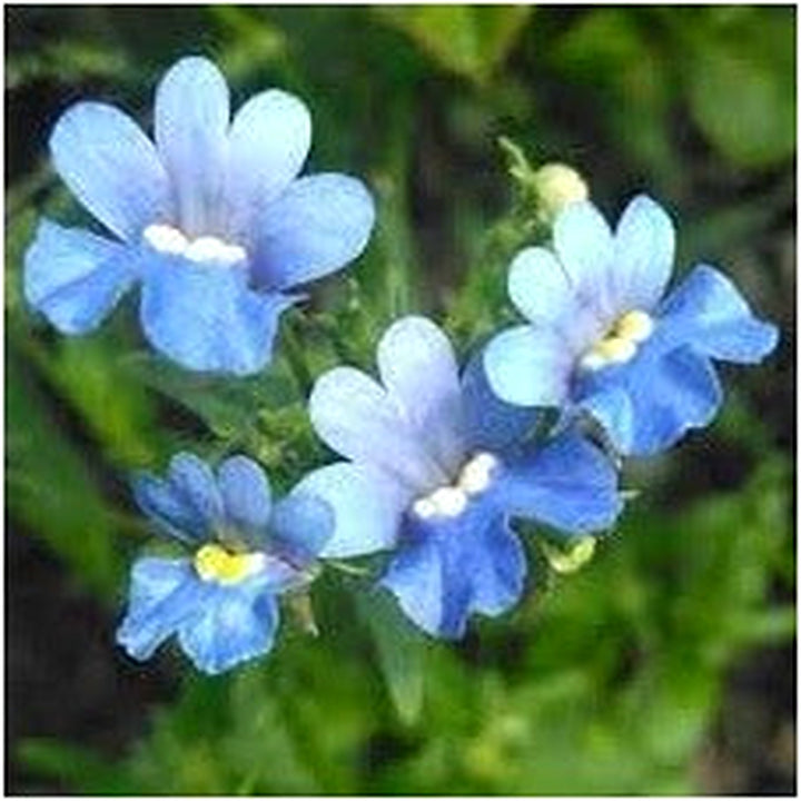 Fairy Mirror Blue Gem Flower Seeds for Planting [neera-v5-38156448d6662fa3086f]