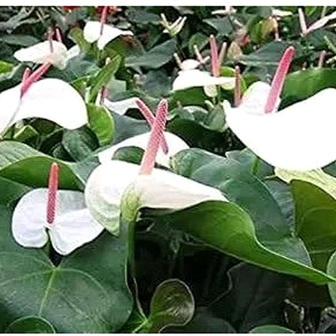 White Anthurium Andraeanu Flower Heirloom Non Gmo Tropical Blooms For Garden Planting Flower Seeds [neera-v5-3815f39366019eeea08c]