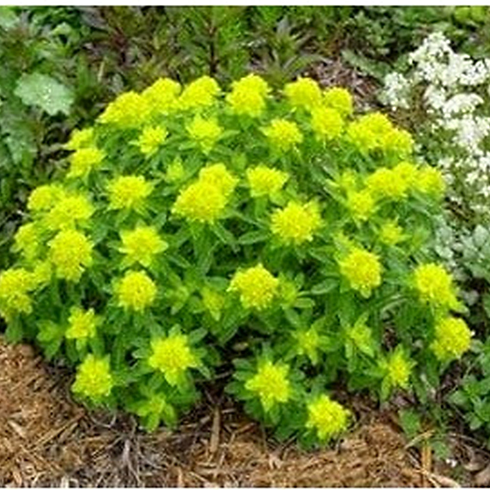 Heirloom Fireglow Flower Seeds, Non-GMO Bright Orange Blooms for Eye-Catching Garden Planting [neera-v5-3819087e6240b25b519f]