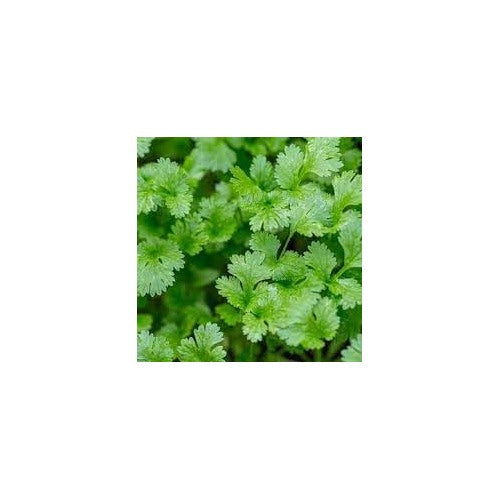 Organic Leisure Splits Cilantro Seeds for Planting [neera-v5-381c47103f5ad189bf7b]