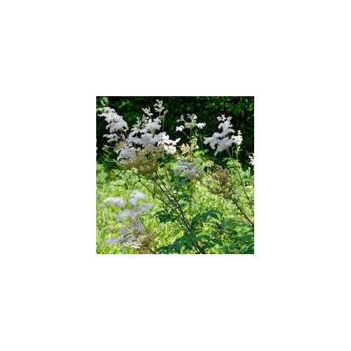 Meadowsweet Plant Seeds for Planting [neera-v5-382e912ea37101e07e01]