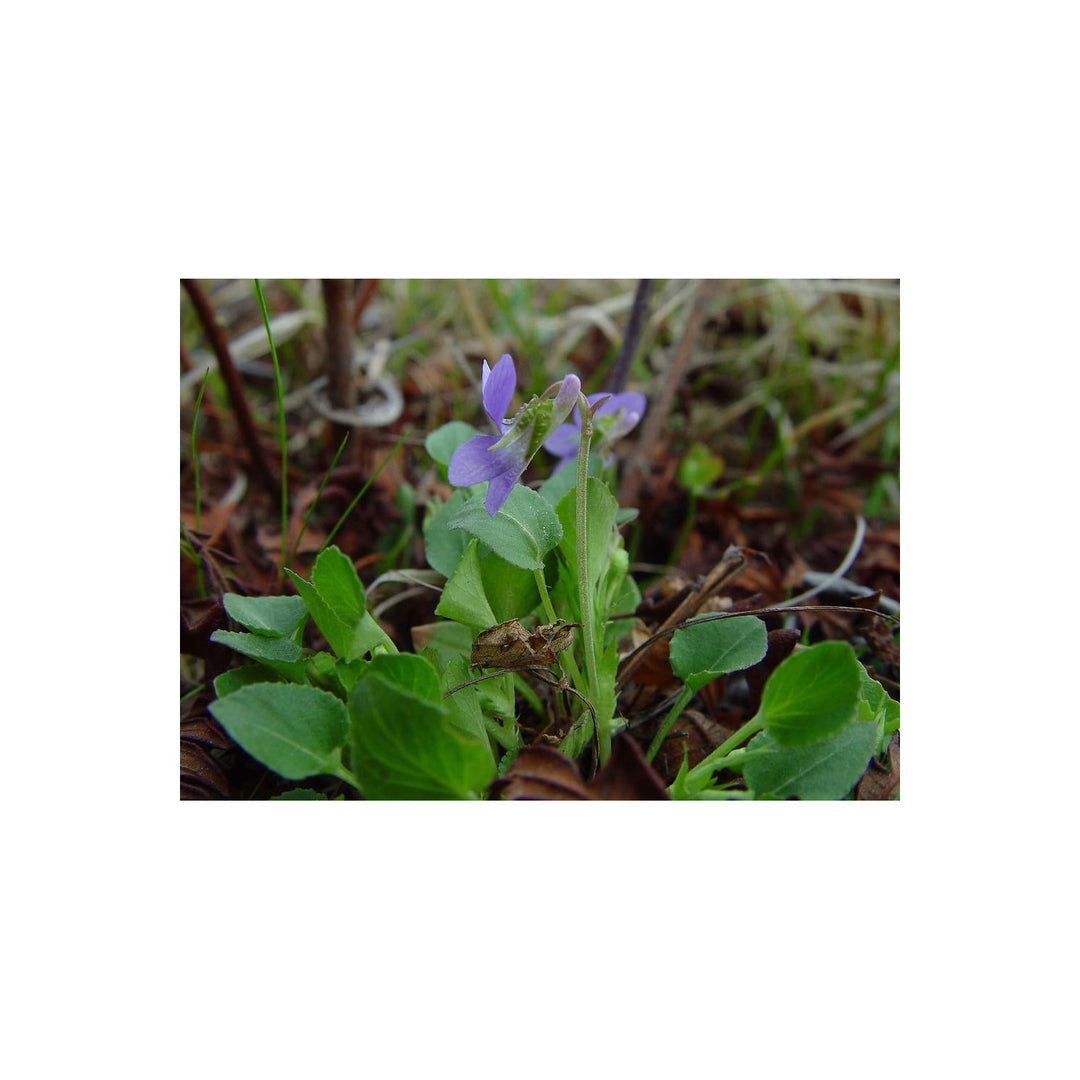 White Heirloom Non Gmo Viola Alba Flower For Planting Elegant Blooming Flower Flower Seeds for Home [neera-v5-3831d536923a55f9ab90]