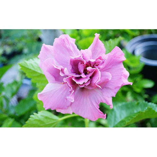 Lavender Purple White Mist Hibiscus Flower And Giant Blooms For Tropical Planting Flower Seeds for [neera-v5-3839430b549aaedcc622]