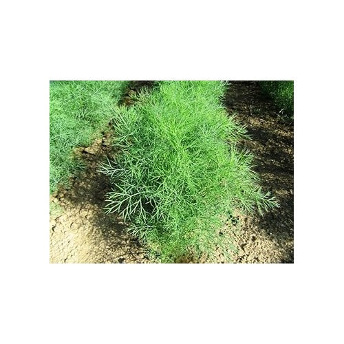 Heirloom Non-GMO Anethum Graveolens Seeds [neera-v5-383b1c1dd4116d9de47b]