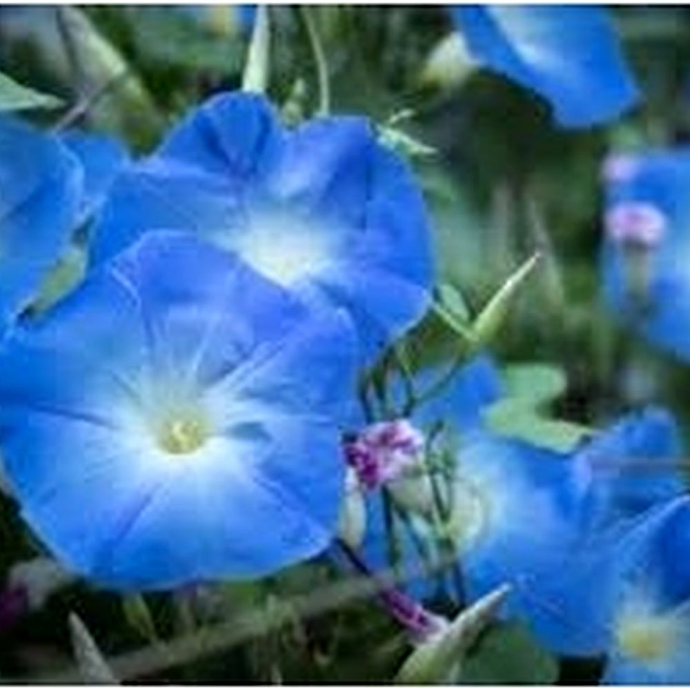 Giant Moon Flower Seeds for Garden Planting [neera-v5-383c319ace06ead3f62c]