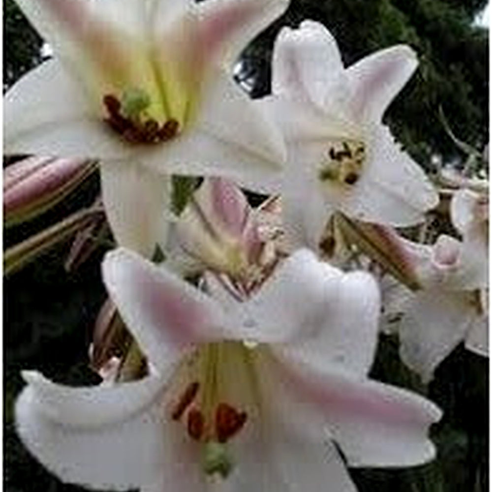 Lilium Longiflorum Flower Seeds [neera-v5-384be79d1b87e0087f78]